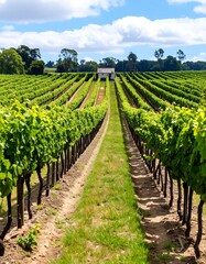Fototapeta premium A sun-drenched vineyard stretches out in orderly rows, showcasing lush green foliage and a small white building nestled amongst the vines.