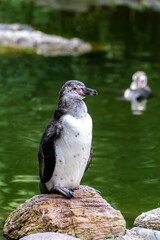 African pinguin standing on rock, vertical shot