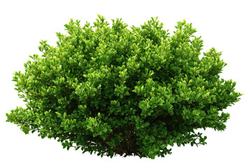 Fototapeta premium Dense cluster of vibrant green foliage