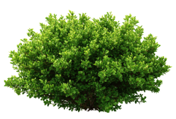 Dense cluster of vibrant green foliage