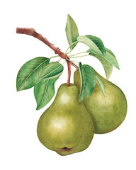 Pear fruits on branch with green leaves. Hand drawn watercolor botanical illustration isolated on white background