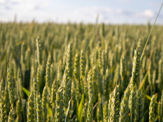 Golden Wheat Field Basking in Summer Sunlight Under a Vibrant Blue Sky With Fluffy Clouds