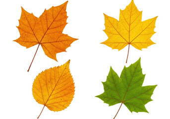 Isolated autumn leaves four different colors maple birch natural no background