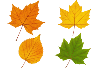 Isolated autumn leaves four different colors maple birch natural no background