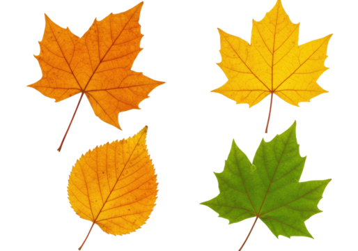 Isolated autumn leaves four different colors maple birch natural no background