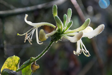 Bl&uuml;tenstand des Wald-Gei&szlig;blatts