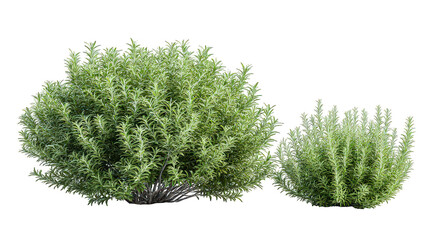 Two Green Bushes Isolated on Transparent Background