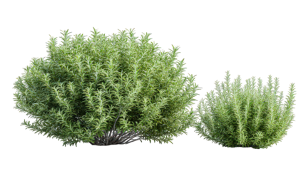 Two Green Bushes Isolated on Transparent Background