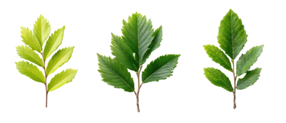 Three vibrant green leaves with slightly different shapes, set against a black background