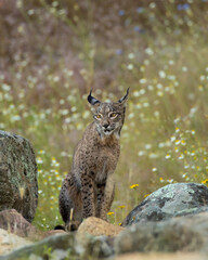 LINCE IBÉRICO