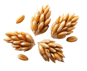 Close-up of several wheat ears and kernels, arranged in a radiating pattern against a black background.  The wheat is light gold in color, showing detail of the grain structure