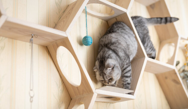 Cute gray tabby scottish fold cat playing on special wooden wall shelf with hanging red beads - Powered by Adobe