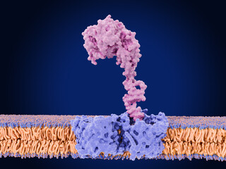 PTEN-induced kinase 1 (PINK1) bound to a protein of the outer mitochondrial membrane