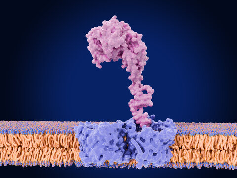 PTEN-induced kinase 1 (PINK1) bound to a protein of the outer mitochondrial membrane