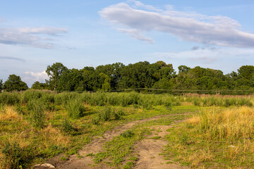 Dirt path through green and dry grass field with bushes and forest line under blue sky.