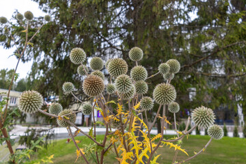 Spiky spherical flower heads of Echinops plant with thorny stems and yellow leaves in urban park.