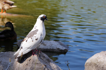 dove on a rock on the shore

