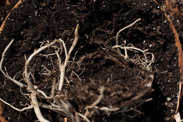 earth full of white roots small and big perspective