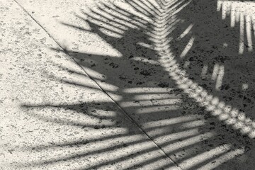 Palm Leaf Shadow On The Ground Abstract Natural Tropical Background