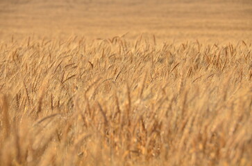 golden wheat field
