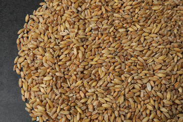 bitcoin gold, money on wheat background
