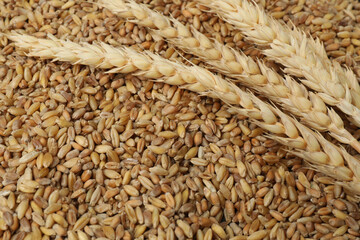 bitcoin gold, money on wheat background
