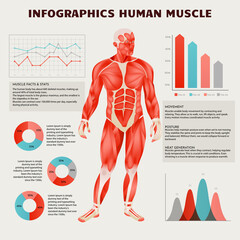 Modern and Creative Infography of Human Anatomy