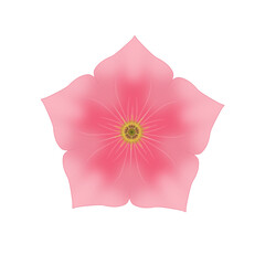 pink rose isolated on white