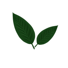 green leaf isolated