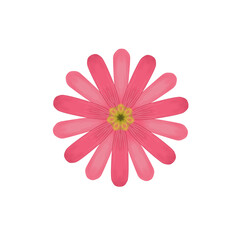 pink daisy flower