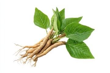 Modern depiction of Ashwagandha roots and leaves on a transparent background, highlighting the adaptogenic herb utilized in Ayurvedic medicine for stress relief and wellness