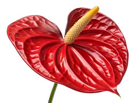 Red Anthurium Flower: A Guide to Its Meaning and Care