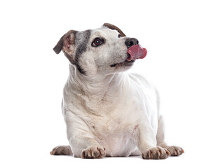Jack russell terrier licking its nose on white background