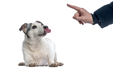Dog licking nose while veterinarian is pointing finger