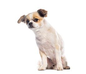 Small dog sitting and looking away on white background