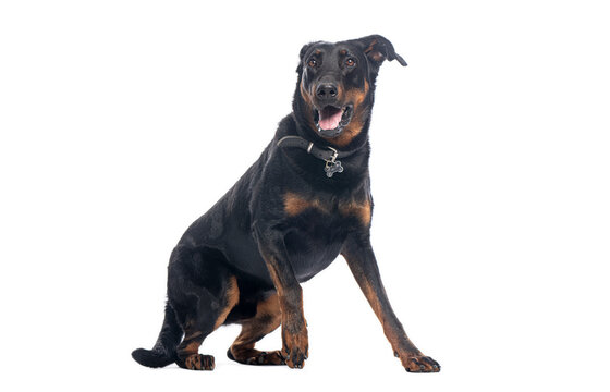 Beauceron dog sitting and panting on white background