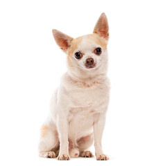Adorable chihuahua dog sitting and posing on white background