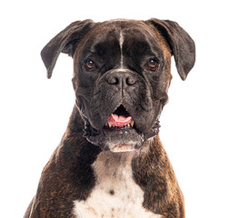 Boxer dog panting on white background