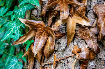 Efeublätter und Herbstlaub