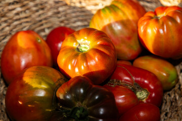 organic ripe tomatoes freshly picked