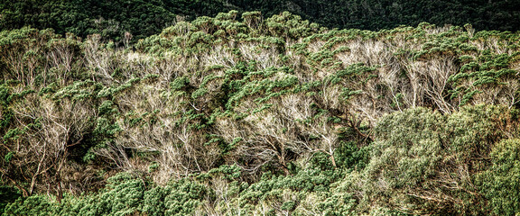 absract background of green trees