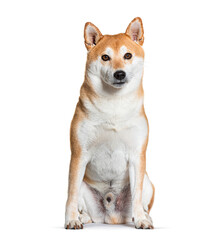 Shiba inu dog sitting and looking at camera on white background