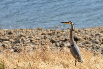 Great Blue Heron Ardea cinerea Standing on a rocky shore.