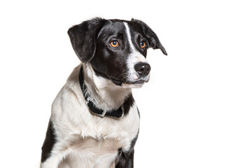 Border collie wearing collar looking away from camera on white background