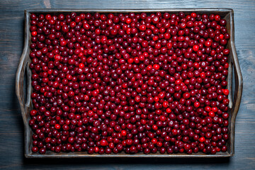Fresh red cherries piled high showcasing the bounty of summer harvest. Glossy cherries arranged in abundance in a wooden tray. Juicy cherry symbolizing the sweetness and richness of life, closeup