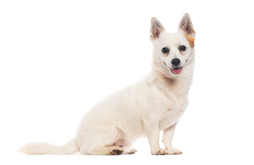 White and tan jack russell terrier dog sitting and panting on white background