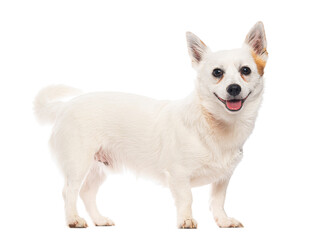 White volpino italiano dog standing and panting on white background