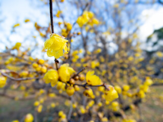 冬の庭園に咲くロウバイ