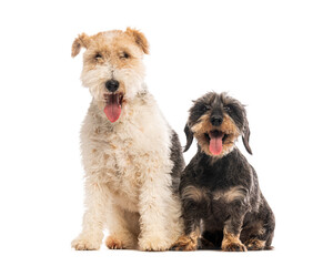 Fox terrier and wire haired dachshund panting together on white background