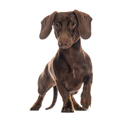 Brown dachshund walking on white background